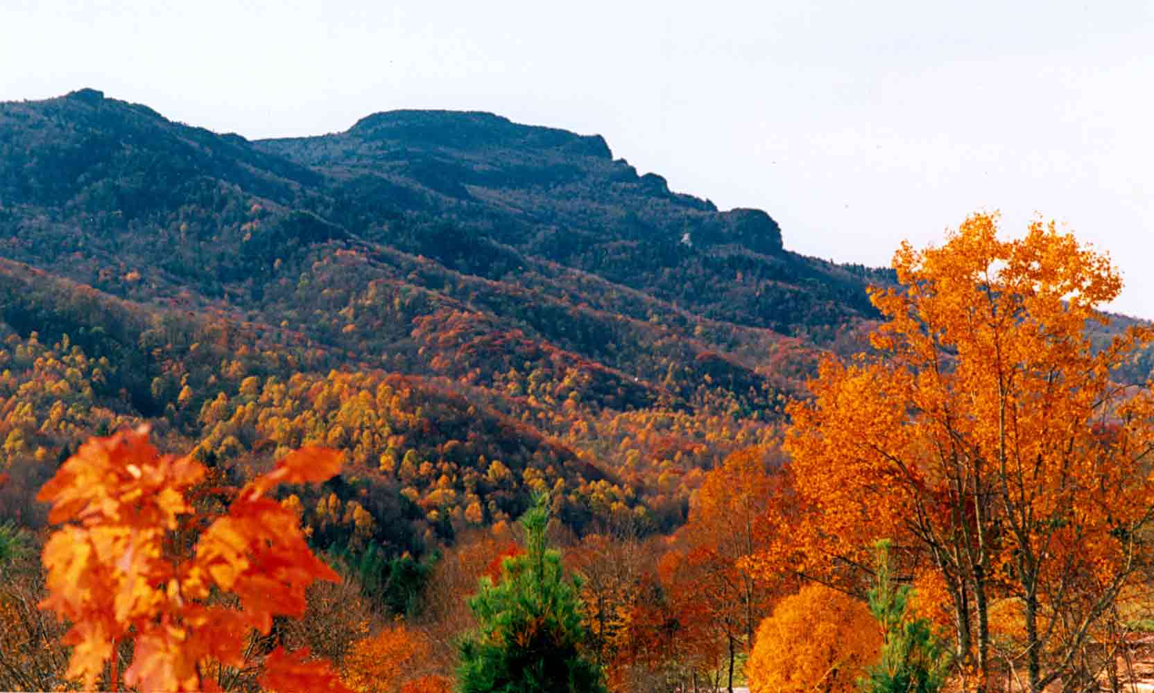 Grandfather Mountain NC Seafood