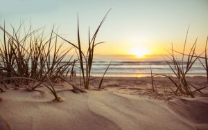 Raleigh seafood restaurant supports clean beaches and oceans