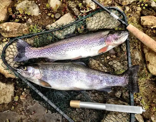 north carolina rainbow trout